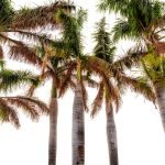 DLM Florida Travel Guide Kindle Edition English 225 Pages-0