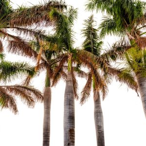 DLM Florida Travel Guide Kindle Edition English 225 Pages-0