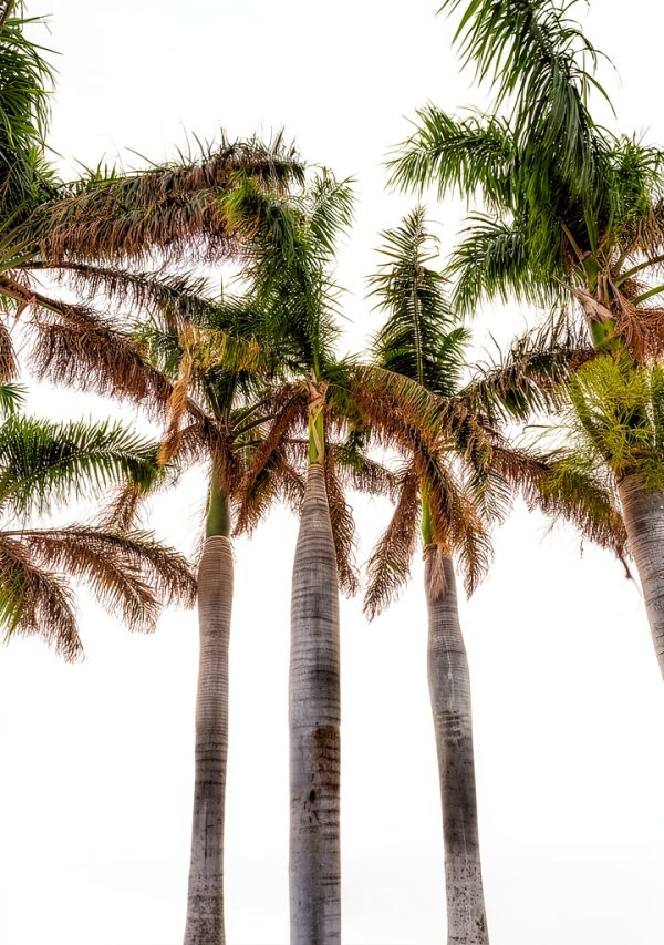 DLM Florida Travel Guide Kindle Edition English 225 Pages-0