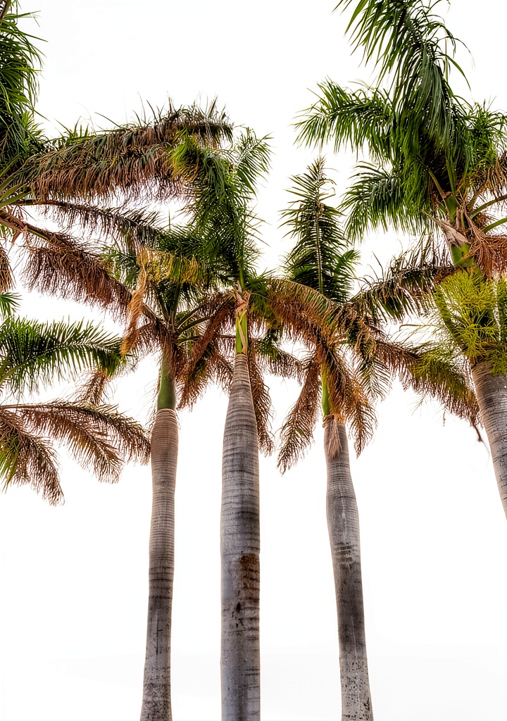 DLM Florida Travel Guide Kindle Edition on a tablet